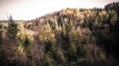 Sonbahar orman manzarası. Polonya doğasının güzelliği - tepeler ve ağaçlardaki altın yapraklar.