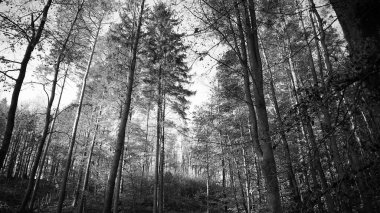 Sonbahar orman manzarası. Esrarengiz, karanlık orman, soyut arka plan. BW gri filtre tonu.