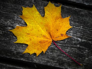 Sonbahar yaprakları doğanın arka planı olarak ahşap tahta üzerinde. Boşluğu kopyala.