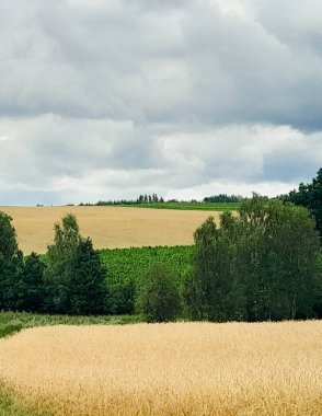 Kashubia 'daki tarlaların üzerindeki kara bulutlar. Yağmur yağacak. Kuzey Polonya 'nın güzel doğası.
