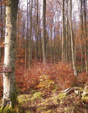 Güneşli bir günde sonbahar doğası. Forst manzarası, Polonya doğası..