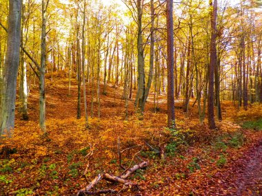 Ormanda sonbahar. Kuzey Polonya doğasının güzelliği..