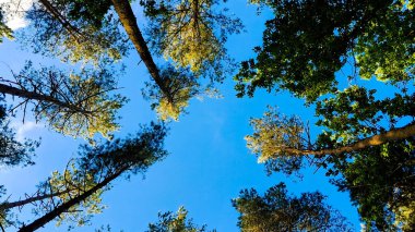 Orman ağacı mavi gökyüzüne karşı taçlandırılır. Doğal arkaplan.