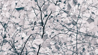 Sonbahar ağaçlarının dalları doğal arka plan olarak. Altın sonbahar, kopyalama alanı. BW soyut filtre tonu.