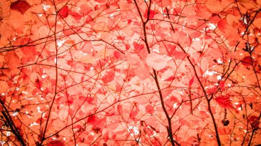Sonbahar ağaçlarının dalları doğal arka plan olarak. Altın sonbahar, kopyalama alanı. Kırmızı soyut filtre tonu.