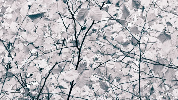 Sonbahar ağaçlarının dalları doğal arka plan olarak. Altın sonbahar, kopyalama alanı. BW soyut filtre tonu.