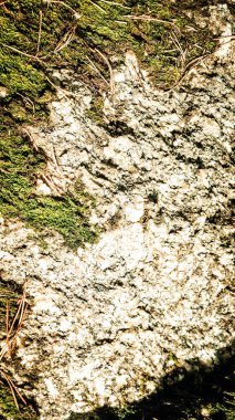 Mossy rock as a natural background. Copy space.