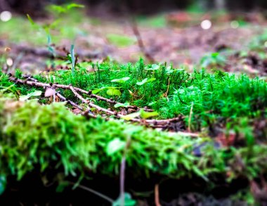 Orman kumu ve yosunlarını kapatın. Vahşi orman doğası.