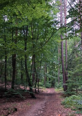 Kuzey Polonya 'daki vahşi orman manzarası. Trojiejski Ulusal Parkı.
