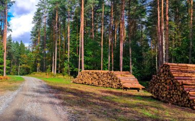 Cut wood piles in forest. Agriculture and environmental conservattion. Cutting down forests.