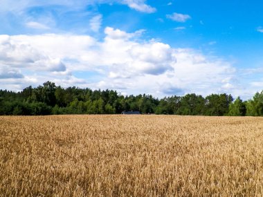 Yazın sonunda Kashubian tarlası. Kuzey Polonya 'da tarım.