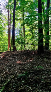 Kuzey Polonya 'da vahşi orman. Tricity Peyzaj Parkı.