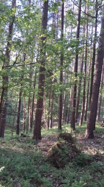 Trojmiejski peyzaj parkında derin bir orman. Kuzey Polonya. Vahşi doğa..