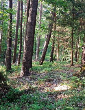 Kuzey Polonya 'daki vahşi ormanın manzarası. Trojmiejski peyzajı.