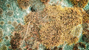 Yosun ve yosunları kayaya yakın tut. Saf doğanın doğal arka planı.