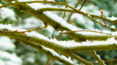 Ağaç dalında taze kar. Kış mevsimi doğası.