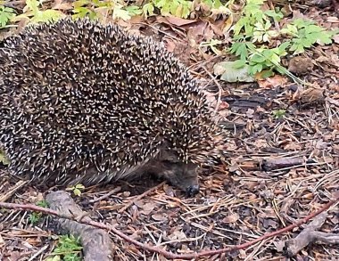 Ormandaki genç kirpi. Doğal ortamında vahşi bir hayvan..