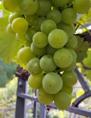 Doğal arka plan olarak üzüm meyveleri. Tarım.