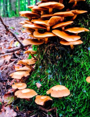 Kuehneromyces mutabilis 'e (Pholiota mutabilis) yakın plan olarak da bilinir. Kuzey Polonya 'nın doğası.