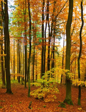 Wiezyca Polonya 'da sonbahar ormanı manzarası. Sonbahar mevsimi doğası.