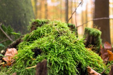 Ormandaki yeşil yosunları kapatın. Doğa Konsepti.