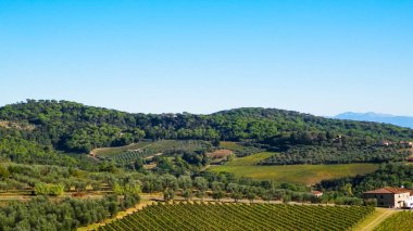 Güneşli bir günde Toskana üzüm bağlarının manzarası. Doğa ve tarım kavramı. İtalya 'da tatiller. Boşluğu kopyala.