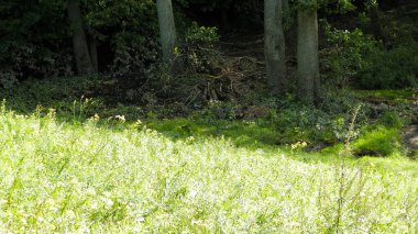 Doğal bir arka plan olarak vahşi çayır. Boşluğu kopyala