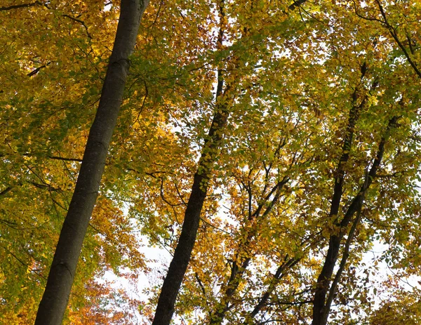 Sonbahar ağaçları doğal bir arka plan. Boşluğu kopyala.