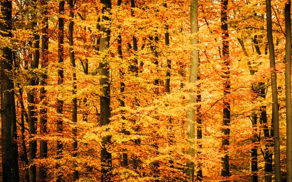 Sonbahar ağaçları doğal bir arka plan. Boşluğu kopyala.