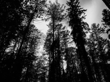 Derin otonal orman manzarası. Siyah ve beyaz filtre tonu.