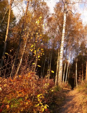 Kuzey Polonya 'da sonbahar ormanı. Kashubia 'da Düş.