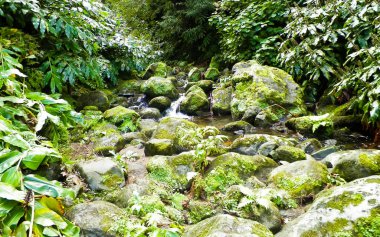 Egzotik ormanda küçük bir nehir. Azores Takımadası. Sao Miguel Adası.