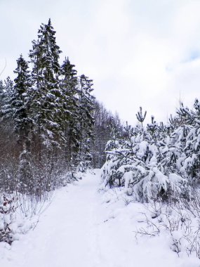 Wiezyca bölgesinde karlı bir orman. Kashubia Kuzey Polonya. Kış doğasının güzelliği.