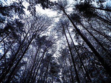 Kış orman manzarası. Doğa konsepti, soyut filtre tonu.