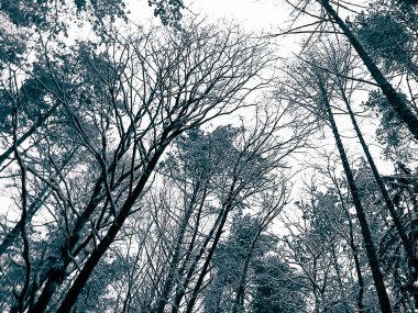 Kış mevsimi dalları doğanın arka planıdır. Soyut bw filtre tonu.