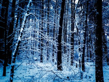 Kış orman manzarası. Doğa konsepti, soyut filtre tonu.