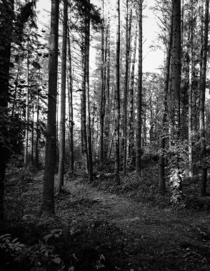 Derin otonal orman manzarası. Siyah ve beyaz filtre tonu.