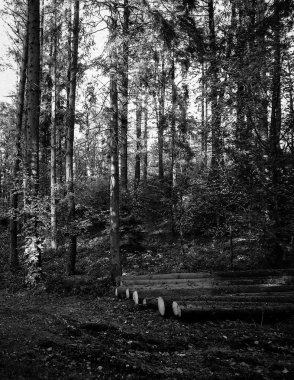 Derin otonal orman manzarası. Siyah ve beyaz filtre tonu.