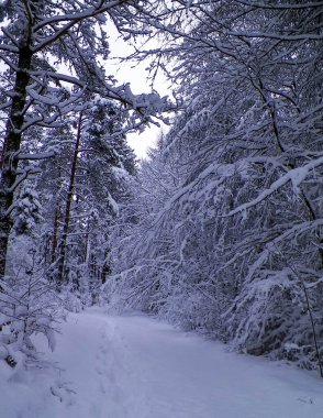 Ormanda kış. Ağaçlarda kar. Kuzey Polonya.