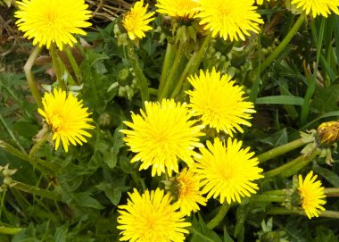 Sarı karahindiba çiçekleri. Çayır üzerinde Taraxacum bürosu..