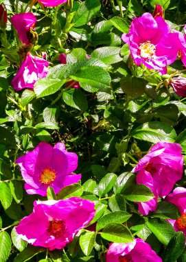 Doğal arka plan olarak pembe kır çiçeği. Doğanın güzelliği.