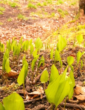 Bahar başlangıcında doğa uyanıyor. Bitki yetiştiren yapraklar.