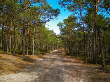 Stilo 'daki orman. Kuzey Polonya. Baltık Denizi kıyısı.
