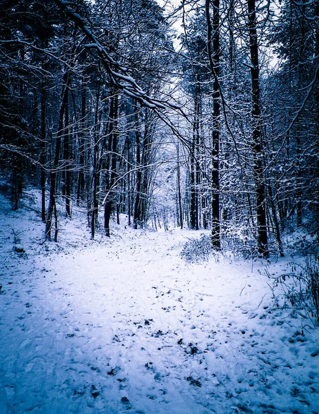 Kış orman manzarası. Ağaçlarda taze kar.
