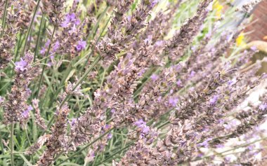 Çiçek açan lavanta çiçeklerini kapat.