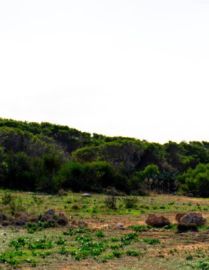Marfa Yarımadası Malta 'da doğa 2000 bölgesi. Bu güzel adadaki tek yeşil ve ormanlık alan..