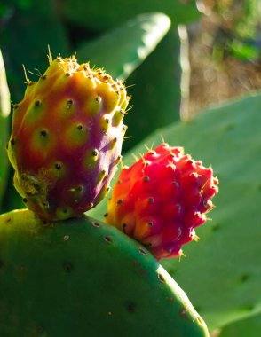 Dikenli armut meyvelerini yakın. Çöl bitkisinin lezzetli meyveleri.