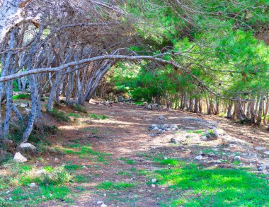 Marfa Yarımadası Malta 'daki Orman 2000 Doğa Koruma Alanı. Malta Adası 'ndaki tek orman sakini..