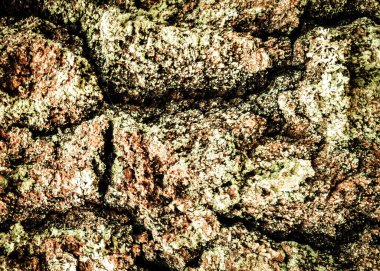 Doğal bir arka plan olarak ağaç gövdesine havlamak. Soyut filtre tonu. Boşluğu kopyala.