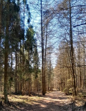 Kış mevsiminde ormanları uyandırmak inanılmaz. Kuzey Polonya 'da ilkbahar başlarında. Doğanın güzelliği konsepti.